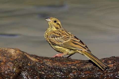 Cirl Bunting (Emberiza cirlus) female perched on a trunk at water, Andalusia, Spain