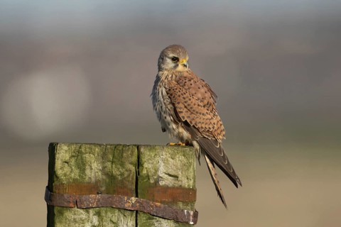 Common kestrel (Falco tinnunculus) adult falcon bird of prey on a fence post, England, United