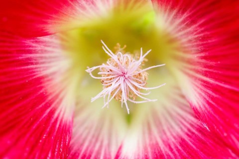 Flowering hollyhock, Germany