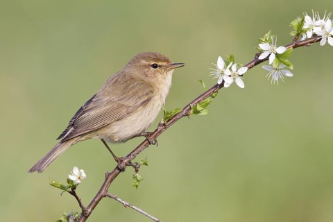 Common Chiffchaff (Phylloscopus collybita), St. Gallen, Switzerland