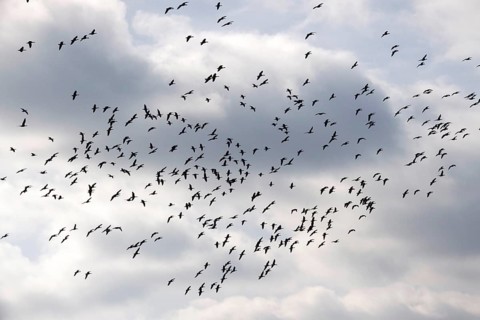 Wild geese in the sky, autumn, Saxony, Germany