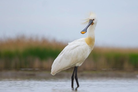 Eurasian Spoonbill (Platalea leucorodia) foraging, Pusztaszer, Hungary