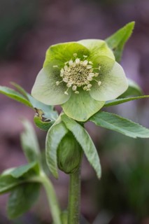 Lenzrose (Helleborus orientalis hybrid), Emsland, Lower Saxony, Germany