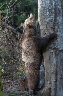 One adult female eurasian brown bear (Ursus arctos arctos) standing erected left of a tree with a