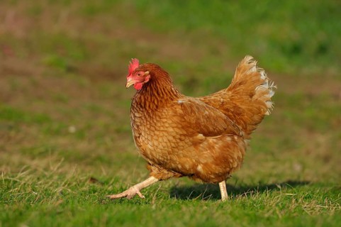 Brown hen with red comb running on a chicken yard, domestic chicken (Gallus gallus domesticus),