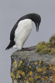 Thick-billed Murre (Uria lomvia), Alaska, USA