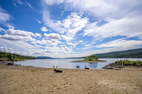 Panoramic view of reindeer (Rangifer tarandus) on the lakeshore with a small island and wide sky,