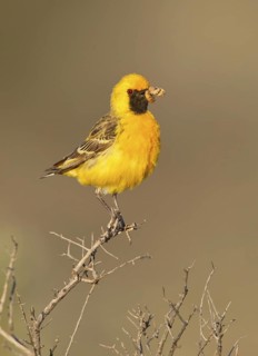 Orange Chat (Epthianura aurifrons) male, Australia