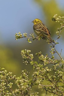 Yellowhammer (Emberiza citrinella), Rhineland-Palatinate, Germany