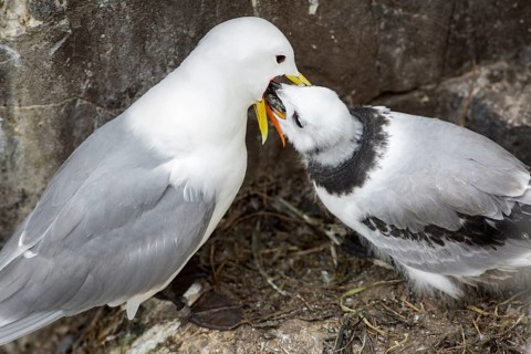 Black-Legged Kittiwake (Rissa tridactyla), feeding a chick on nest, Farne Islands, United Kingdom