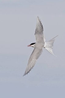 Arctic Tern (Sterna paradisaea) flying, Manitoba, Canada