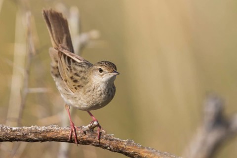 Common Grasshopper Warbler - Feldschwirl - Locustella naevia ssp. mongolicus, Kazakhstan