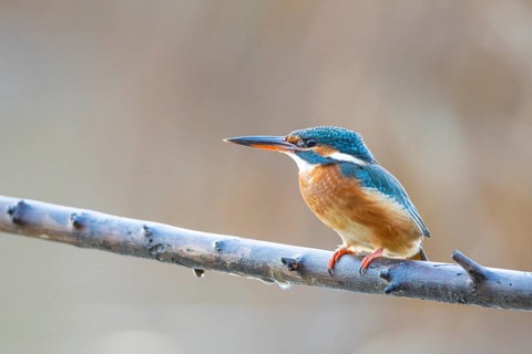 Kingfisher (Alcedo atthis) wbl Germany