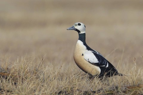 Steller's Eider (Polysticta stelleri) male, Alaska, USA