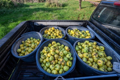 Freshly harvested quinces (Cydonia oblonga) in tonnes on a pickup truck, Mecklenburg-Vorpommern,