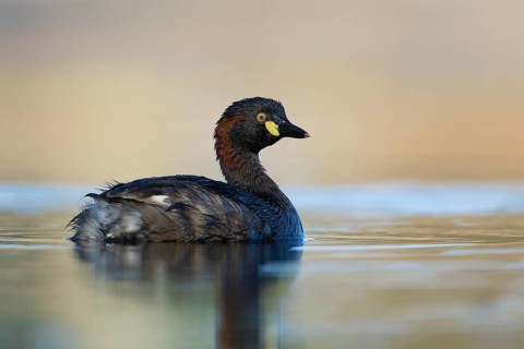 Australasian Grebe (Tachybaptus novaehollandiae), Victoria, Australia