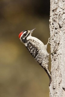 Nuttall's Woodpecker (Dryobates nuttallii) male, California, USA