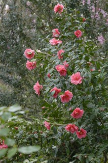 Camellia (Camellia japonica 'Interval'), Otto Eisenhut Nursery, San Nazarro, Ticino, Switzerland