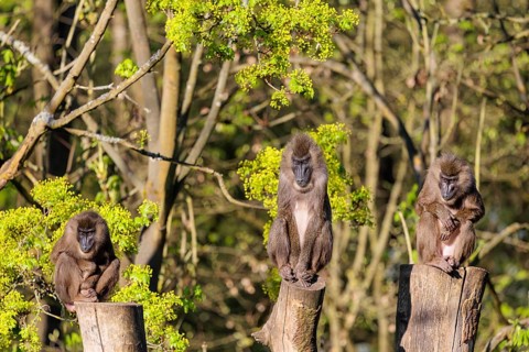 Three Drills (Mandrillus leucophaeus) sit high up on the three stumps of a cut tree and enjoy the