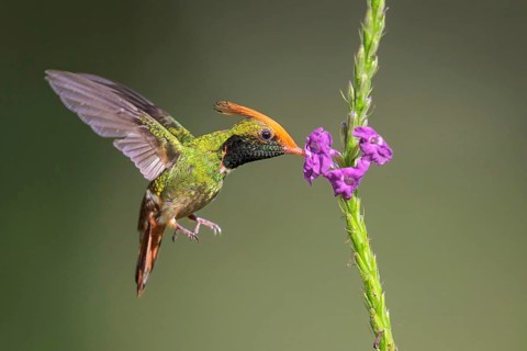 Rufous-crested Coquette (Lophornis delattrei) flying while feeding at a flower in Manu National