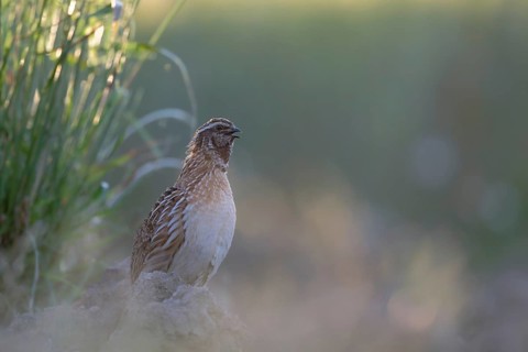 Common Quail (Coturnix coturnix) calling, Saxony, Germany
