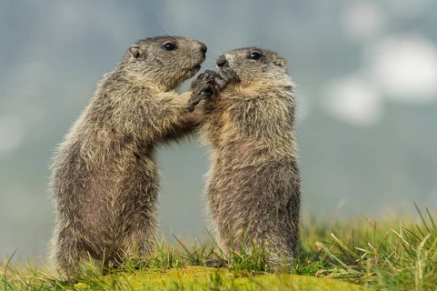 Alpine Marmot (Marmota marmota) two young playing, High Tauern National Park, Carinthia, Austria