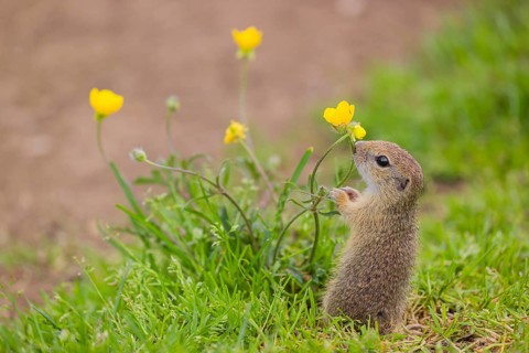 A young European ground squirrel (Spermophilus citellus) or European souslik sits in green gras