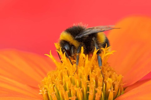 Buff tailed bumblebee (Bombus terrestris) adult bee insect feeding on a garden Mexican sunflower