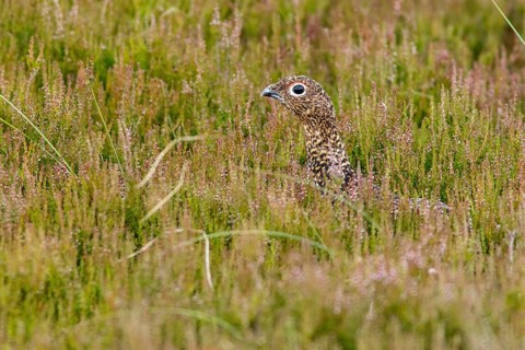 Red Grouse (Lagopus scotica), camouflaged in the grass, Scotland, United Kingdom