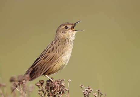 Common Grasshopper Warbler (Locustella naevia) singing, Mecklenburg-Western Pomerania, Germany