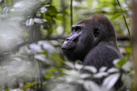 Western lowland gorilla (Gorilla gorilla gorilla), male, silverback, Baï-Hokou, Dzanga-Ndoki
