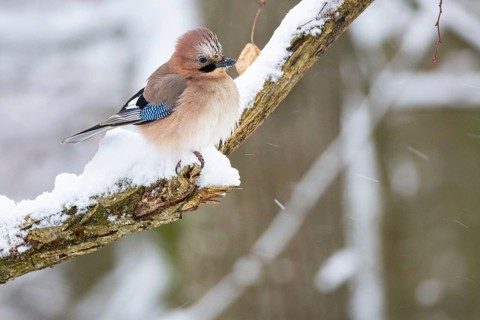 Eurasian jay /Garrulus glandarius) Germany