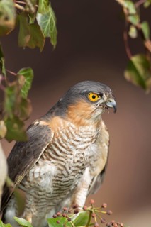 Eurasian sparrowhawk (Accipiter nisus) adult male bird portrait, England, United Kingdom