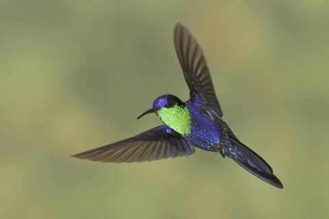Crowned Woodnymph (Thalurania colombica), Costa Rica