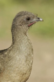 Plain Chachalaca (Ortalis vetula mccalli), Texas, USA