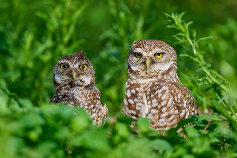Two burrowing owls (Speotyto cunicularia) sitting together in the meadow, Pembroke Pines, Florida,