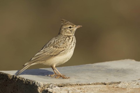 Thekla Lark (Galerida theklae), Morocco