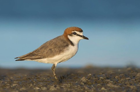Red-capped Plover (Charadrius ruficapillus) male, Northern Territory, Australia