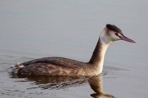 Great Crested Grebe (Podiceps cristatus), Netherlands