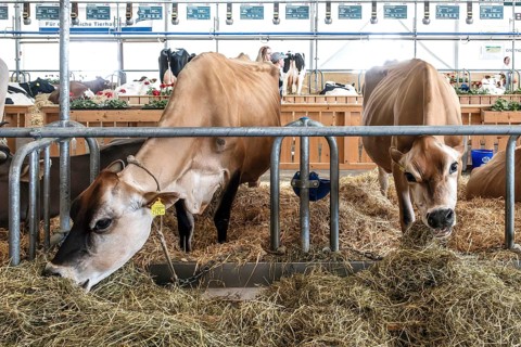 Dairy cows Jersey