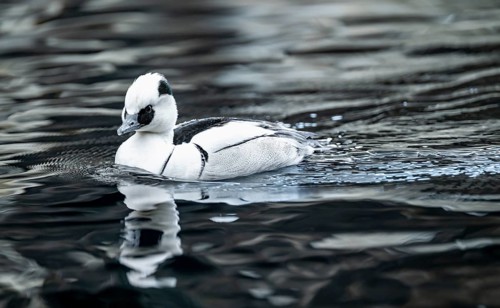 Red-breasted Merganser (Mergellus albellus), swimming in the water, Alaska, USA