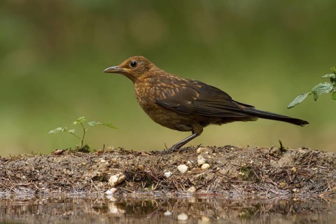 Common Blackbird (Turdus merula) juvenile, Utrecht, Netherlands