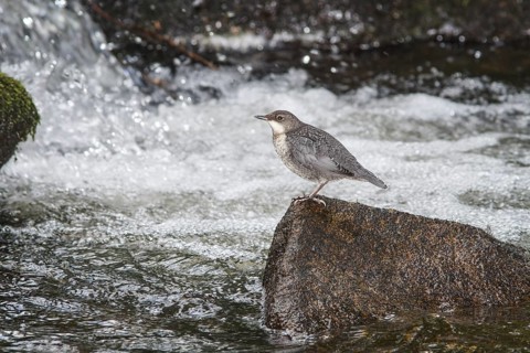 White-throated Dipper (Cinclus cinclus), juvenile on river, Galicia, Spain