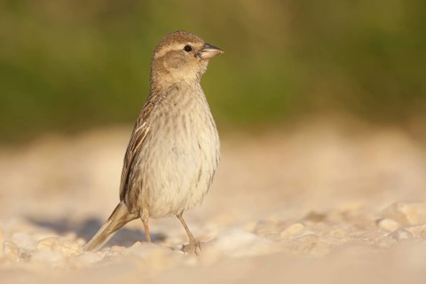 Spanish Sparrow (Passer hispaniolensis) female, Croatia