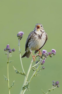 Corn Bunting (Emberiza calandra) singing, Merseyside, United Kingdom