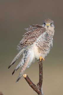 Common Kestrel (Falco tinnunculus) female perched on a branch, North Rhine-Westphalia, Germany