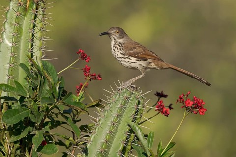 Long-billed Thrasher (Toxostoma longirostre) perched on a cactus, Texas, USA