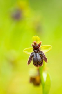 A stunning close-up image capturing the intricate details of a rare Orchid species, native to