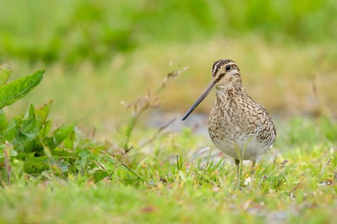 Common Snipe (Gallinago gallinago) perched on a meadow, Iceland