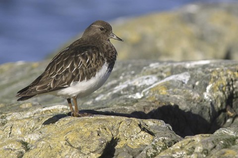 Black Turnstone (Arenaria melanocephala), British Columbia, Canada